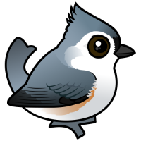 Tufted Titmouse