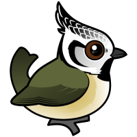 Crested Tit