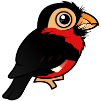 Bearded Barbet
