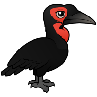 Southern Ground Hornbill