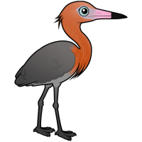 Reddish Egret