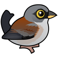 Yellow-eyed Junco