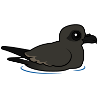 Leach's Storm Petrel