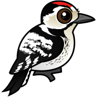 Lesser Spotted Woodpecker