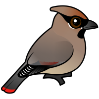 Japanese Waxwing