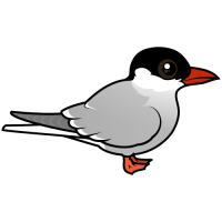 Arctic Tern