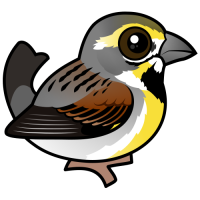 Dickcissel