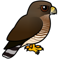 Broad-winged Hawk