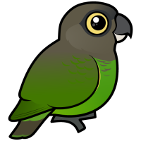 Brown-headed Parrot