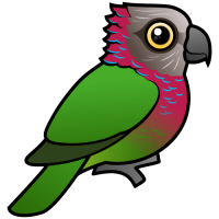 Red-fan Parrot