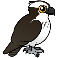 Osprey