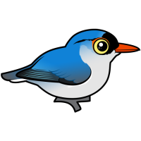 Velvet-fronted Nuthatch