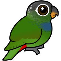 Scaly-headed Parrot