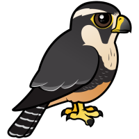 Aplomado Falcon