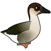 Swan Goose