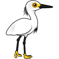 Snowy Egret