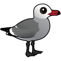 Heermann's Gull