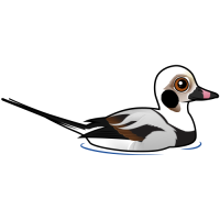 Long-tailed Duck