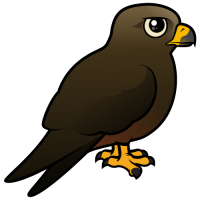 Black Kite