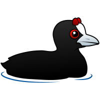 Red-knobbed Coot