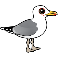 Caspian Gull