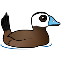 White-headed Duck