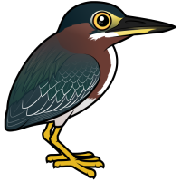 Green Heron