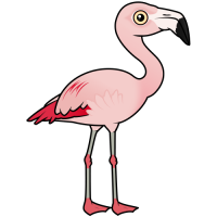 Chilean Flamingo