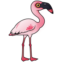Lesser Flamingo