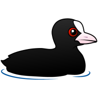 Eurasian Coot
