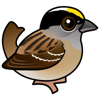 Golden-crowned Sparrow