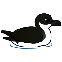 Newell's Shearwater