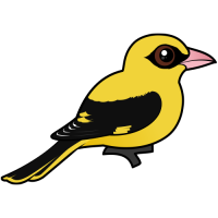 Eurasian Golden Oriole