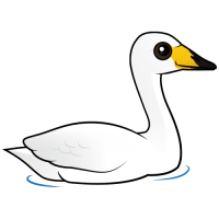 Whooper Swan