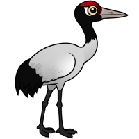 Black-necked Crane