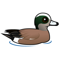 American Wigeon