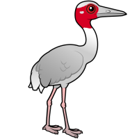 Sarus Crane