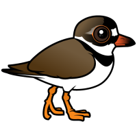 Semipalmated Plover