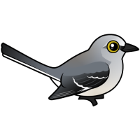 Northern Mockingbird