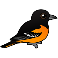 Baltimore Oriole