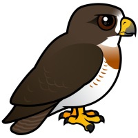 Swainson's Hawk