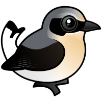 Northern Wheatear