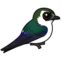 Violet-green Swallow
