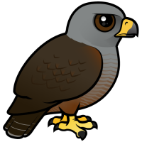 Ridgway's Hawk