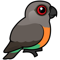 Red-bellied Parrot