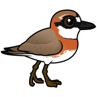 Siberian Sand-Plover