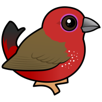 African Firefinch