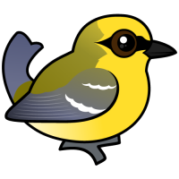 Blue-winged Warbler