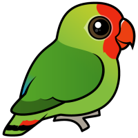 Red-headed Lovebird