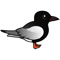 White-winged Tern